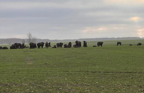 Brzozowy Zakątek - Foto 64