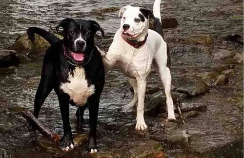 Roscoe Cottage Pet Friendly - Foto 34