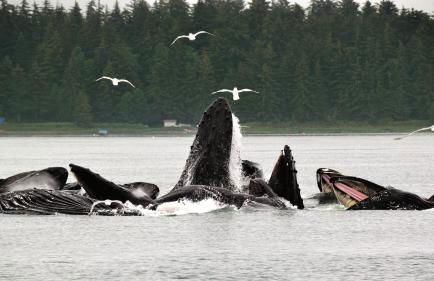 Rainbow Row - Two Private Units in Complex, near Mendenhall Glacier, Trails, and Conveniences! - Foto 30