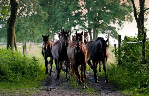 Stary Folwark - Foto 19