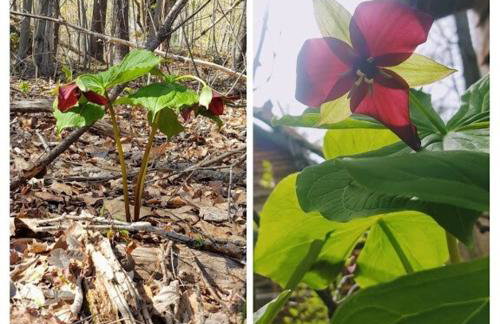 Deer Valley Retreat, Lovely Log Cabin with Fireplace & Garden Views- Perfect for a Relaxing Getaway! - Foto 8