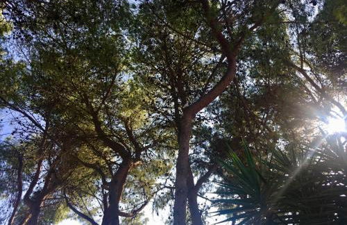 Masseria Principe di Puglia - Foto 18