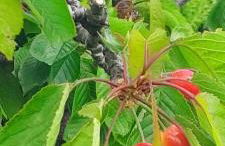 Maison sur la colline du Barroux - Foto 50