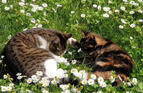 Creativ hause - Foto 15