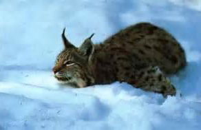 Chalet Monts Jura - Foto 29