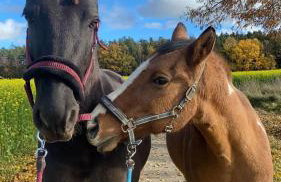 Rennerhof-Siebeneichen Fewo Frechdachs - Foto 18