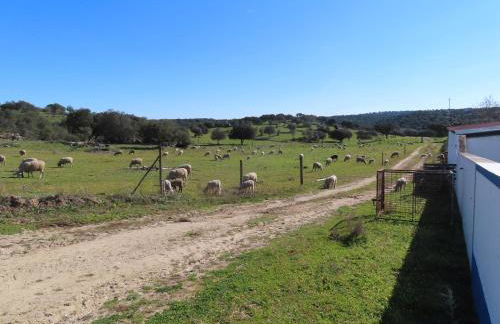 MONTE DO SALTO DA RAPOSA - Foto 41
