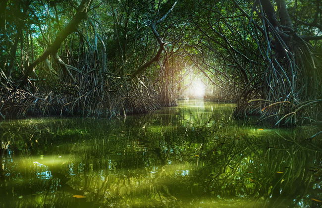 Excursión a Celestún - Foto 2