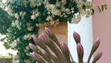 Villa Erasmia - Foto 3