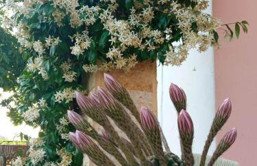 Villa Erasmia - Foto 3