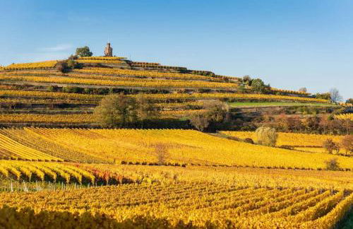 Unter den Reben - Foto 44