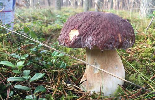 LEŚNA REZYDENCJa - Foto 52