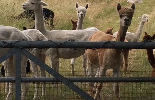 The Old Stable at Manor House, Middleton - Foto 48
