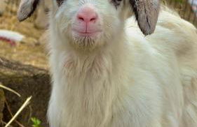 Agriturismo I Leprotti - Foto 2