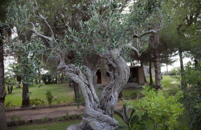 Tenuta Terenzano - Photo 36