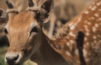 Casa di Voz Suites complex & free gym services by "elite" - Foto 21