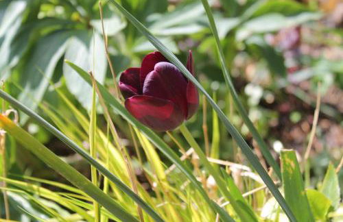 Maison Mille Fleurs - Foto 33