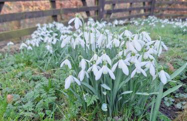 Carlcroft Cottage - Foto 16