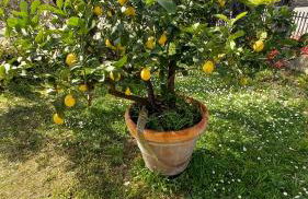 OPERA21 TUSCANY SINGLE HOUSE LUCIGNANO - Foto 9