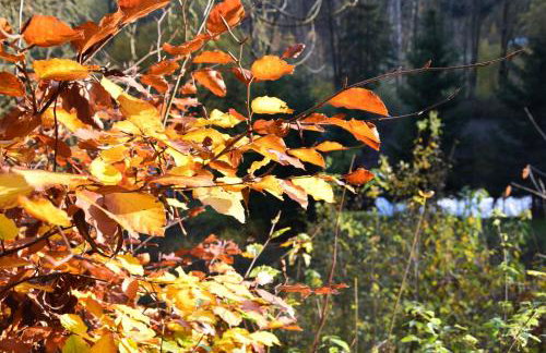 Studio Gościnne ANTEK - Foto 34