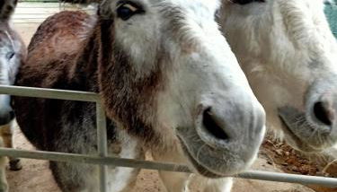 Holiday stay by Federica - Foto 5