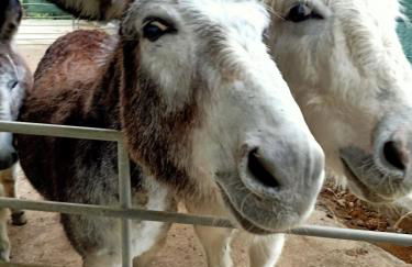 Holiday stay by Federica - Foto 5