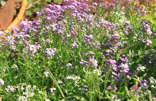 Apartments with a parking space Ugljan - 8416 - Foto 14