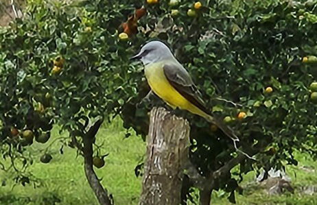 Glampling Nubes de Monteverde - Foto 76