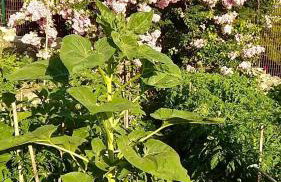 Apartment Voula Myrtos - Foto 9