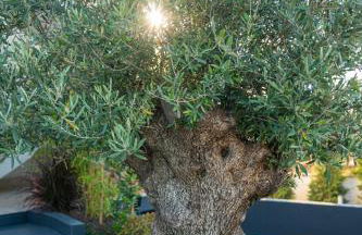 Viroga Suite Apartments - Foto 36