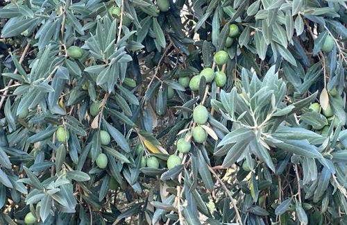 Holiday Home Tanjas Paradise by Interhome - Foto 21