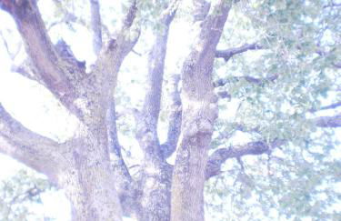 Oak Tree - Photo 58