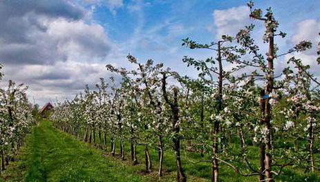 Apfelhof Wegener - Foto 3