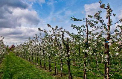 Apfelhof Wegener - Foto 3