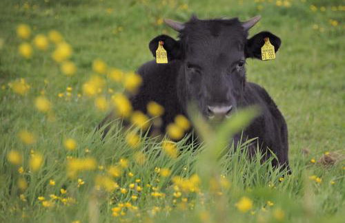 Ferienhof Jepsen - Foto 30