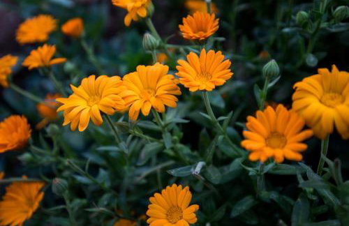 Apartments Bozica - Foto 21