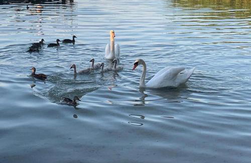 Domek Franianiesulice - Foto 58