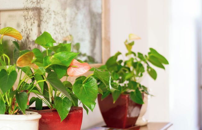 Kolonies Tuin - Foto 2