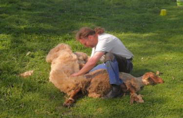 Grünsteinhof - Wohnung Rotstein - Foto 32