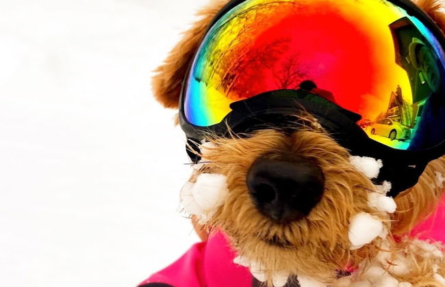 Hakuba Powder Mountain - Foto 69