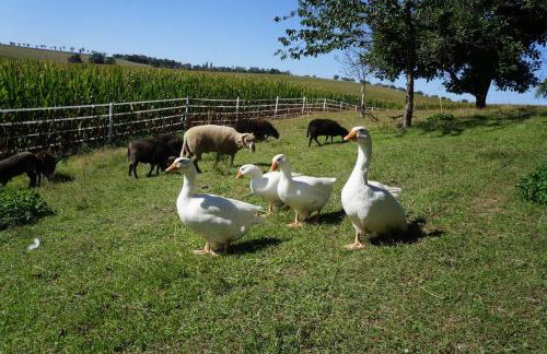 Laufenten Loft - Gutshof Dobschütz Bauernhof - Foto 14