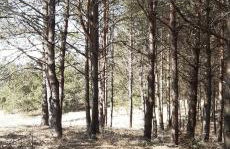 sosnowelowe - Foto 43