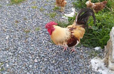 George Farmhouse - Foto 70