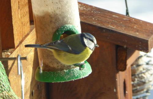 Eifelwaldhäuschen Grosstyp mit Wintergarten und Waschkeller Haustiere ok - Photo 11