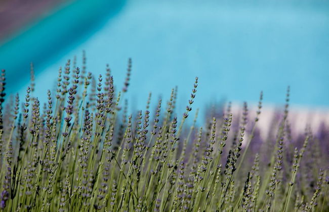 Casale Delle Lavande 10 - Foto 14