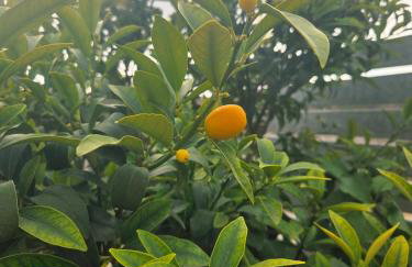 Calidum Boutique Suites - Foto 60