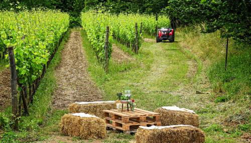 Agriturismo Guerritore - Foto 3