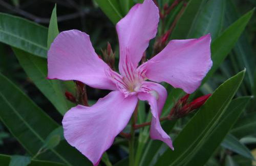 Apartments Bassi - Foto 20