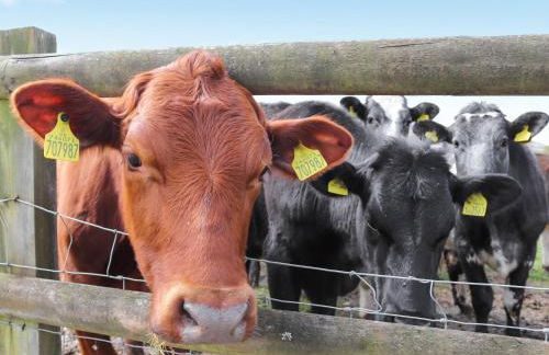 Teifi Cottage - Uk49590 - Foto 18