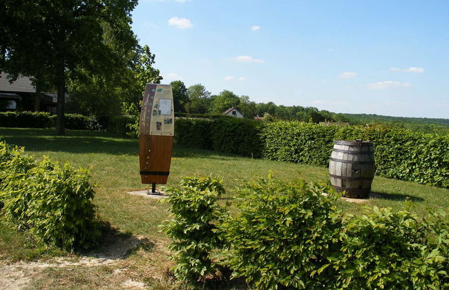 Mutigny Vineyards Tour - Photo 6